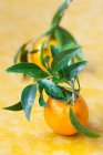 Mandarinen mit grünen Blättern auf weißem Hintergrund — Stockfoto
