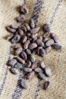 Cocoa beans close-up view — Stock Photo