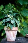 Young Tomatoes On The Vine — стокове фото
