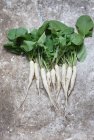 Icicle radishes with leaves on a grey background — Stock Photo