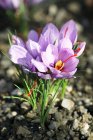 Saffron crocus flowers growing in the soil, ready for harvest — Stock Photo