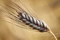 Black emmer wheat (Triticum dicoccon var. atratum) — Stock Photo