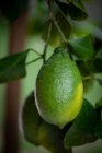 Незрелый зеленый лимон растет дерево, близко выстрел — стоковое фото