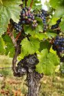 Uma videira com uvas de vinho tinto maduras — Fotografia de Stock