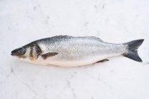 Pesce branzino, Basso marino europeo — Foto stock
