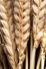 Einkorn wheat (Triticum monococcum) — Stock Photo