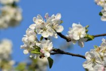Яблочный цветок на дереве — стоковое фото