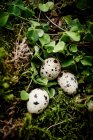 Quail eggs arranged on moss and leaves — Stock Photo
