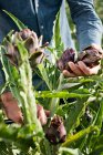 Harvesting artichokes close-up view — Stock Photo