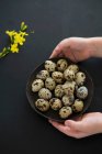 Hands holding a bowl of quail eggs — Stock Photo