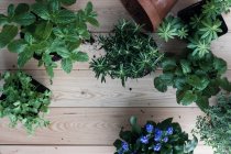Miit, parsley, roasemary, woodruff, lemon balm and thyme — Stock Photo