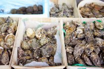 Une sélection d'huîtres dans un marché — Photo de stock