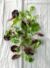Verschiedene gemischte junge Salatblätter (von oben gesehen)) — Stockfoto