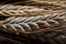 Крупный план вкусной пшеницы Черного Эммера — стоковое фото