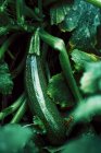 Junge Zucchini im Garten — Stockfoto