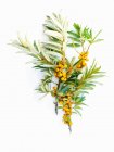 Close-up view of Sea Buckthorn berries — Stock Photo