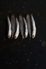 Сардины в ряд на металлическом листе — стоковое фото