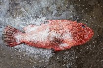 Pez escorpión rojo con sal - foto de stock