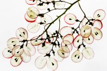 Sliced grapes (backlit) close-up view — Stock Photo