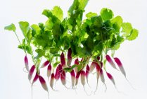 Fresh red and white radishes against a white background — Stock Photo