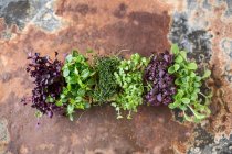 Various types of cress (seen from above) — Stock Photo