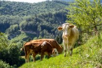 Carne umanamente allevata: bestiame di manzo giovane in un prato — Foto stock