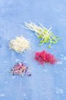 Alfalfa, remolacha, rábano rojo y brotes de guisantes sobre un fondo azul - foto de stock
