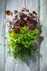 Various sprouts (radish, chard, garlic-chives) — Stock Photo