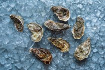 Fresh oysters on ice — Stock Photo