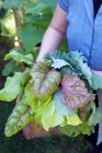 Organic farmer with a bundle of fresh kale and swiss chard — Stock Photo