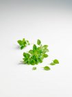 Hojas verdes de menta fresca sobre un fondo blanco - foto de stock