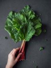 A hand reaching for fresh rhubarb stems with leaves (seen from above) — Stock Photo