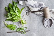 Fresh wild garlic with twine and scissors — Stock Photo