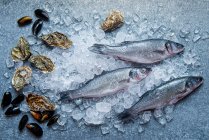 Fish, oysters and mussels on ice view from above — Stock Photo