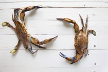 Dos cangrejos azules vivos sobre un fondo de madera - foto de stock