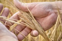 Una mano che tiene spighe di grano di einkorn — Foto stock