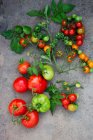 Tomates fraîches et basilic sur fond sombre — Photo de stock