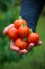 Homem tem tomates recém-colhidos 'Tigerella' em sua mão — Fotografia de Stock