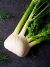 A fennel bulb with leaves — Stock Photo