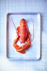 A cooked lobster on a metal tray (seen from above) — Stock Photo