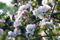 Flor de manzana en el árbol - foto de stock