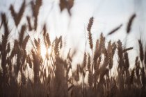 Um campo de trigo anão — Fotografia de Stock