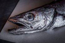 Partial view of a hake — Stock Photo
