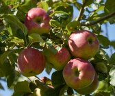 Червоні яблука на дереві — стокове фото