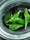 Fresh peppermint leaves in a tea strainer — Stock Photo