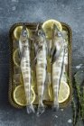 Raw mackerel icefish in tray with ice and lemon — Stock Photo