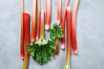 Fresh rhubarb close-up view — Stock Photo