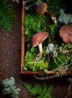 Champignons sur fond de forêt. champignons comestibles — Photo de stock