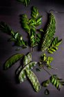 Листья карри, горькая дыня, кориандр и гиацинтовые бобы — стоковое фото