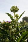 Artichokes in the field close-up view — Stock Photo